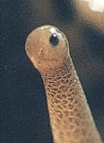 � M. Wagner; ''E.T.'' am 23.06.2001, Na, wer kennt die L�sung?